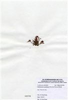 藏品(唇孢藻)的圖片